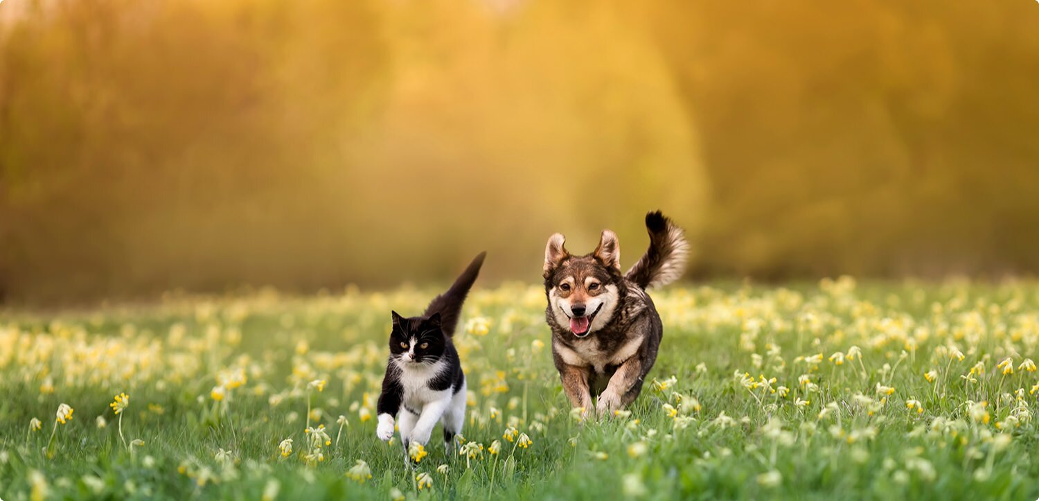 草原を駆ける犬